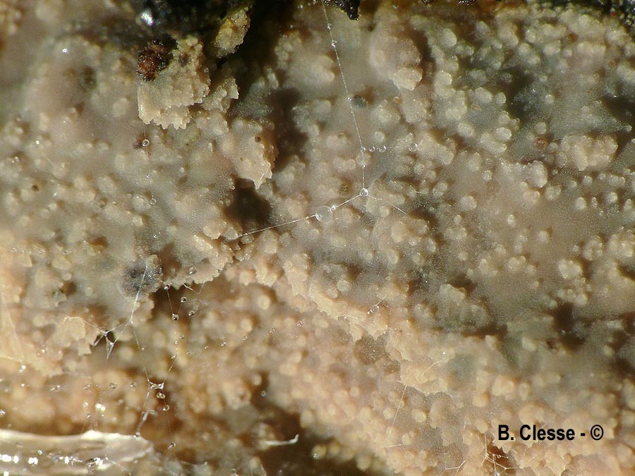 Mycoacia livida (Phlebia livida)