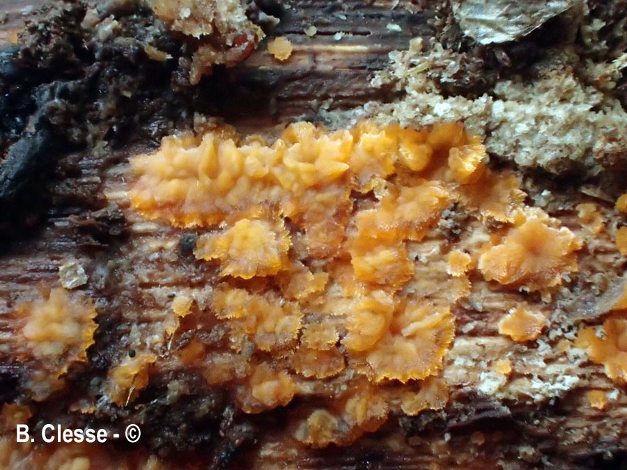Phlebia radiata (Phlebia merismoides)