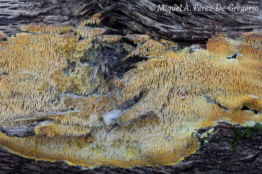 Mycoacia uda (Phlebia uda)