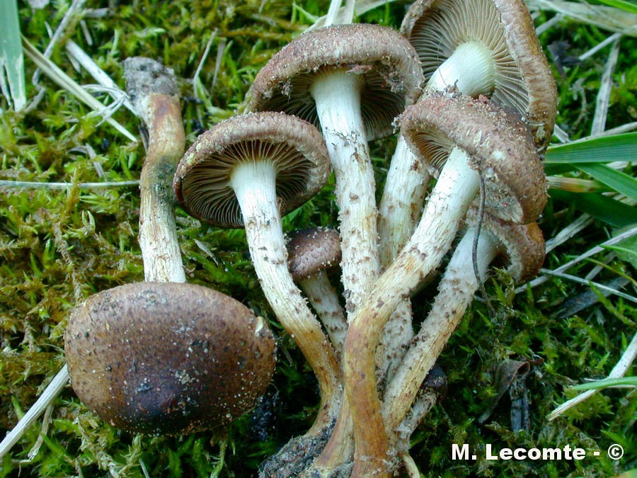 Pholiota gummosa var. obscurofusca