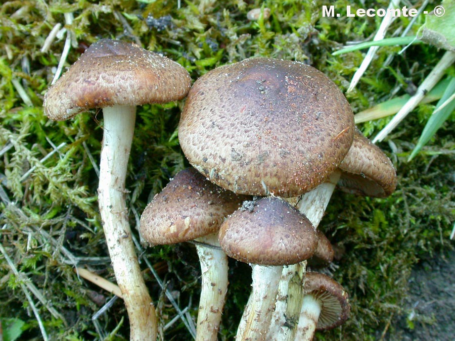 Pholiota gummosa var. obscurofusca
