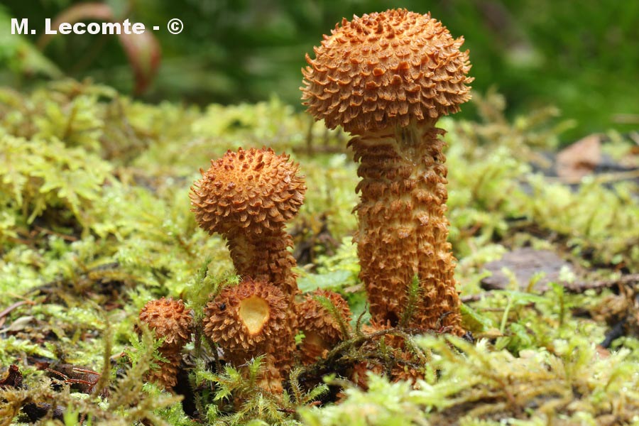 Pholiota squarrosa