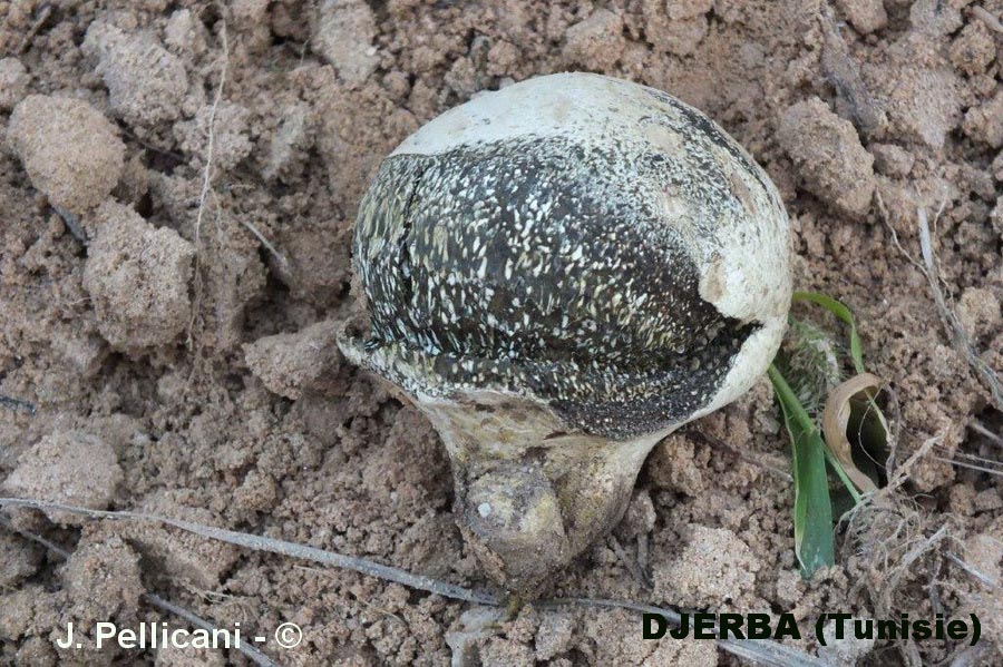 Pisolithus microcarpus