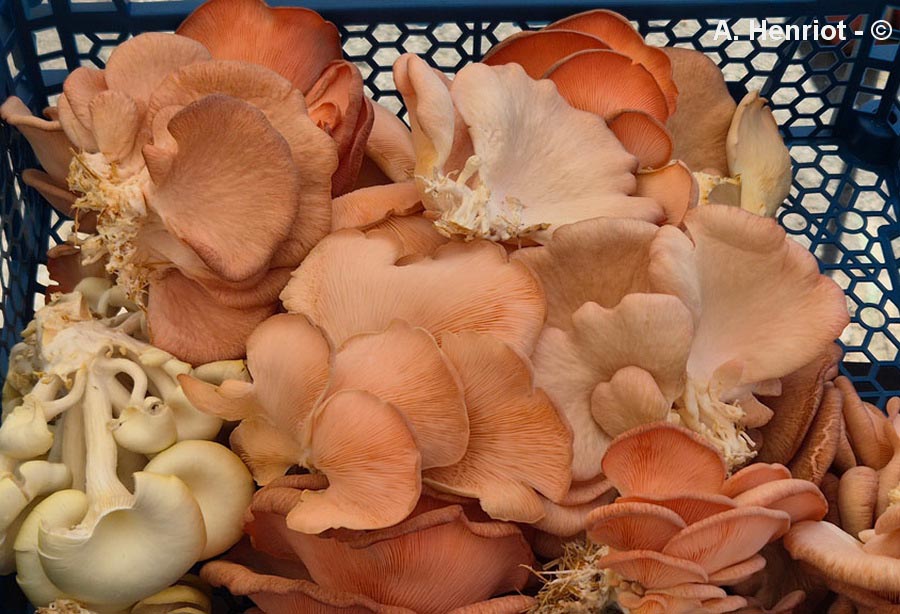 Pleurotus djamor (Pleurotus salmoneostramineus)