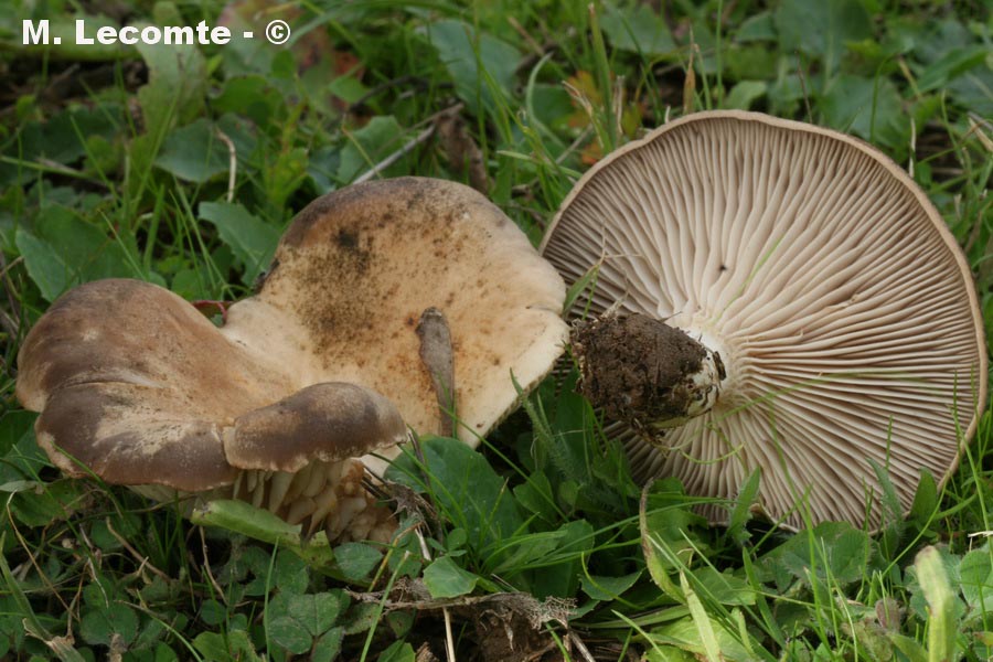 Pleurotus eryngii