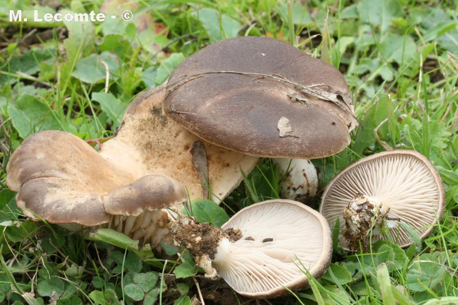 Pleurotus eryngii