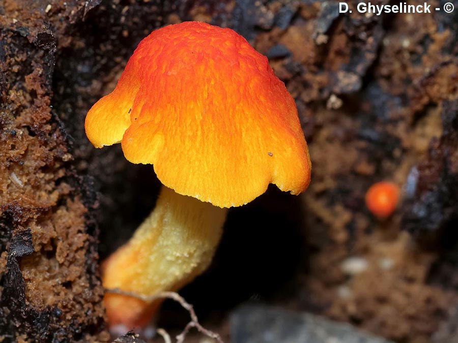 Pluteus aurantiorugosus