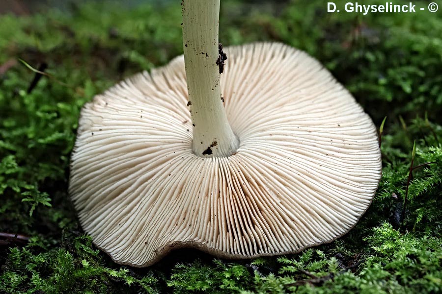 Pluteus luctuosus