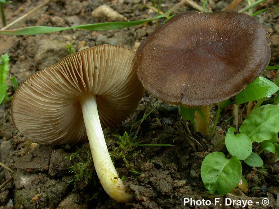 Pluteus romellii