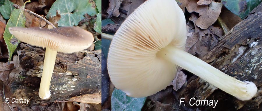 Pluteus romellii