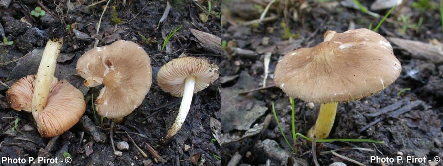 Pluteus romellii