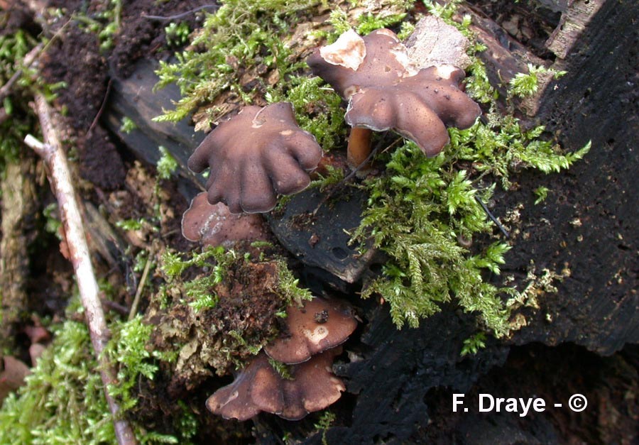 Polyporus brumalis