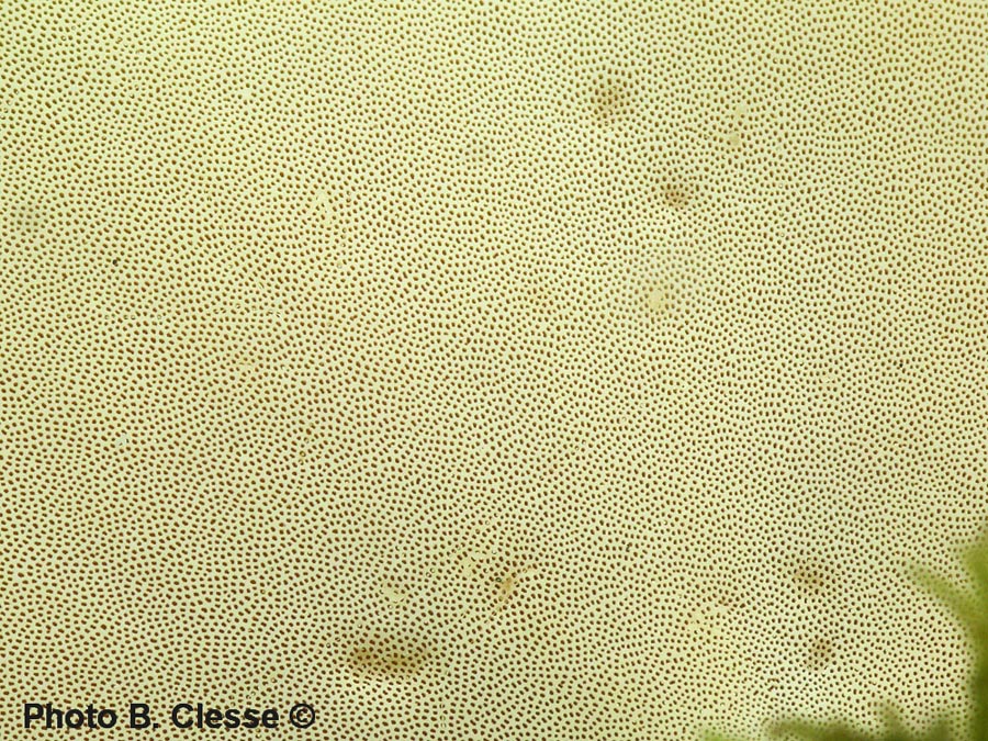 Polyporus ciliatus
