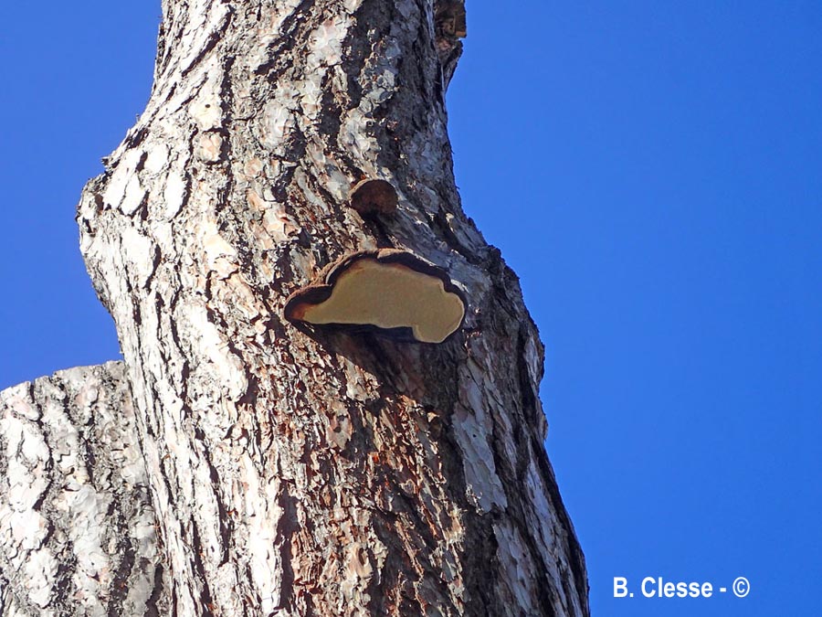 Porodaedalea pini (Phellinus pini)