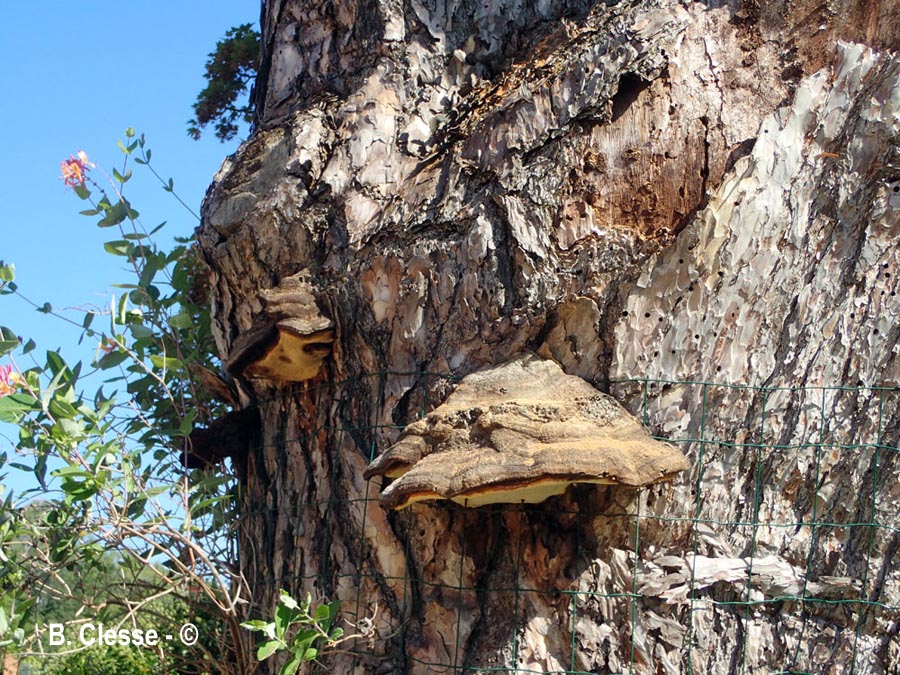 Porodaedalea pini (Phellinus pini)