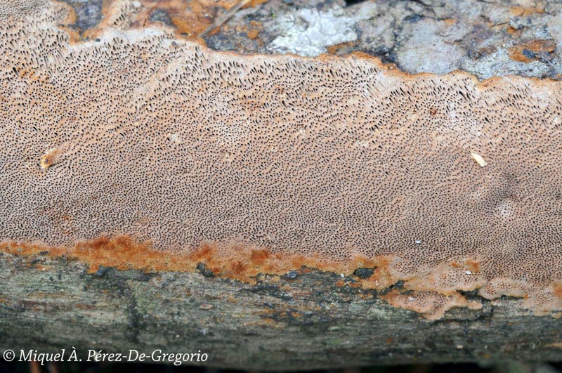 Porodaedalea pini (Phellinus pini)