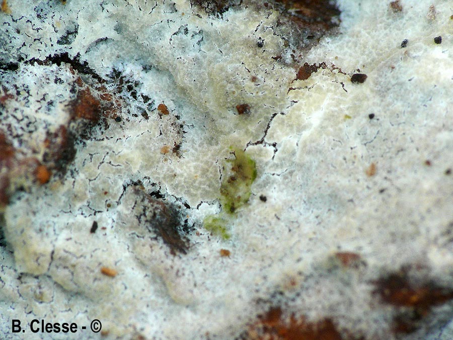 Protomerulius dubius (Stypella dubia)