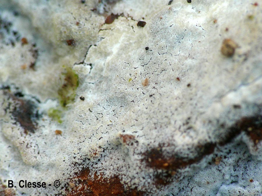 Protomerulius dubius (Stypella dubia)