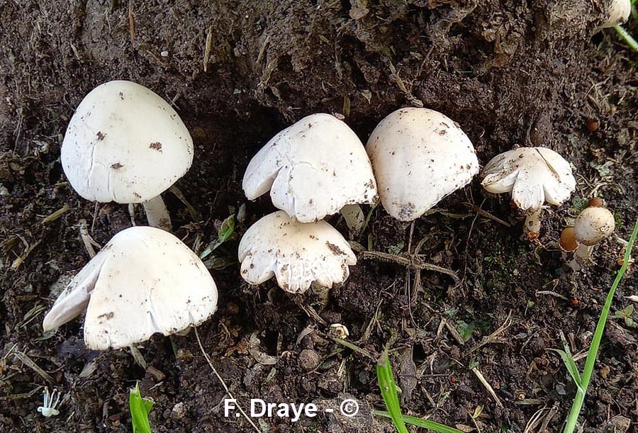 Psathyrella candolleana