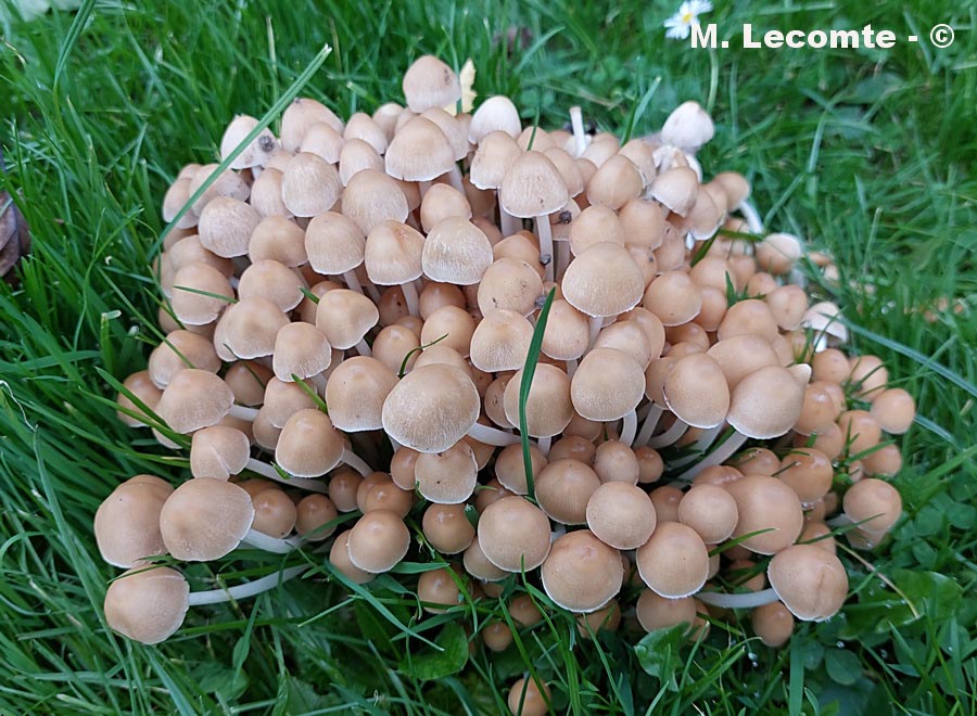 Psathyrella piluliformis (Psathyrella laevissima)