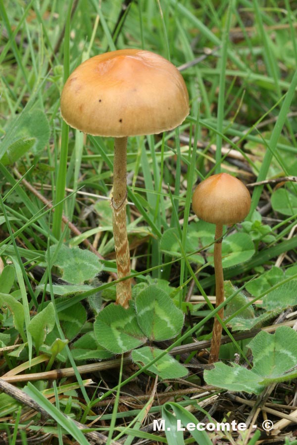Psilocybe luteonitens