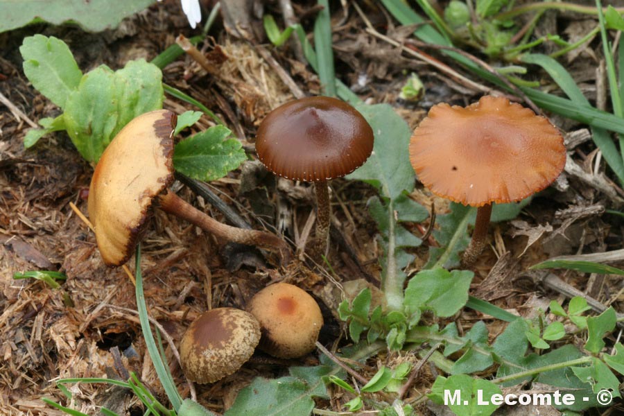 Psilocybe pratensis