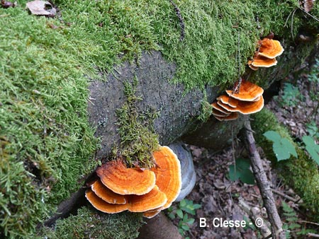 Pycnoporellus fulgens