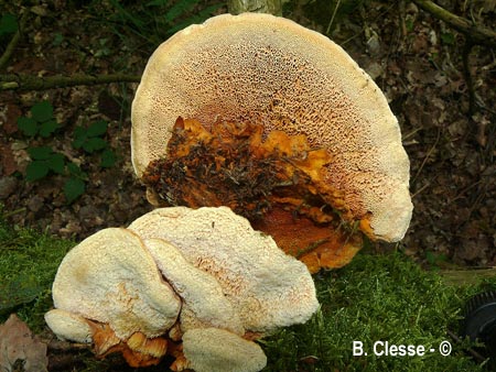 Pycnoporellus fulgens