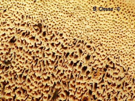 Pycnoporellus fulgens
