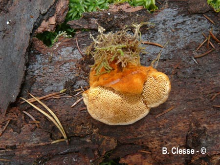 Pycnoporellus fulgens