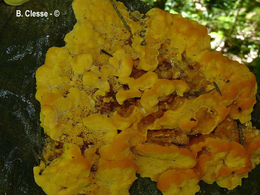 Pycnoporellus fulgens