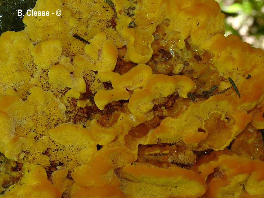 Pycnoporellus fulgens