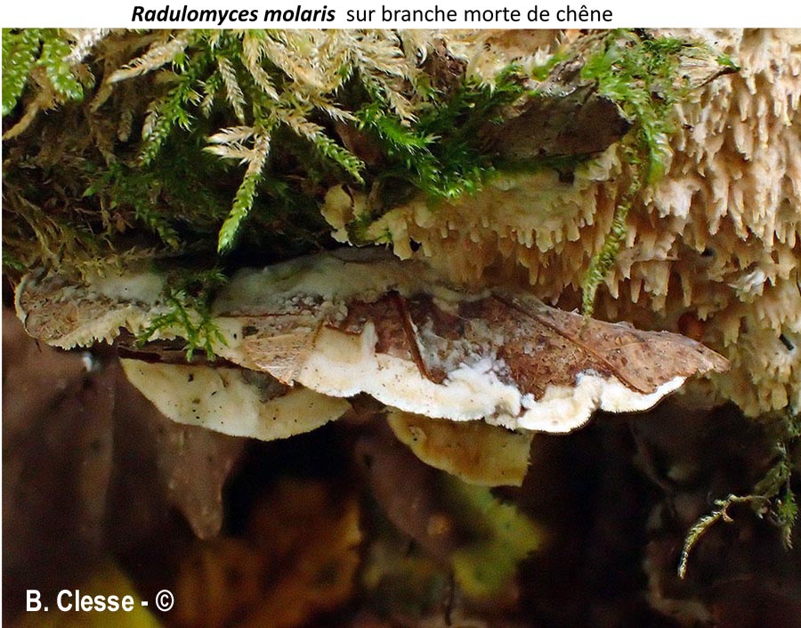 Radulomyces molaris