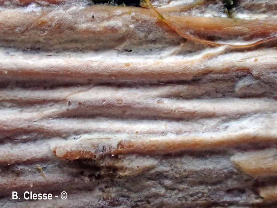 Radulomyces rickii