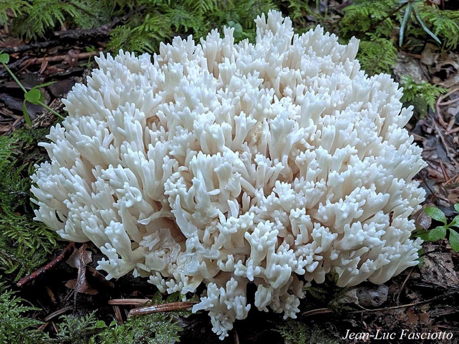 Ramaria pallida f. lactea