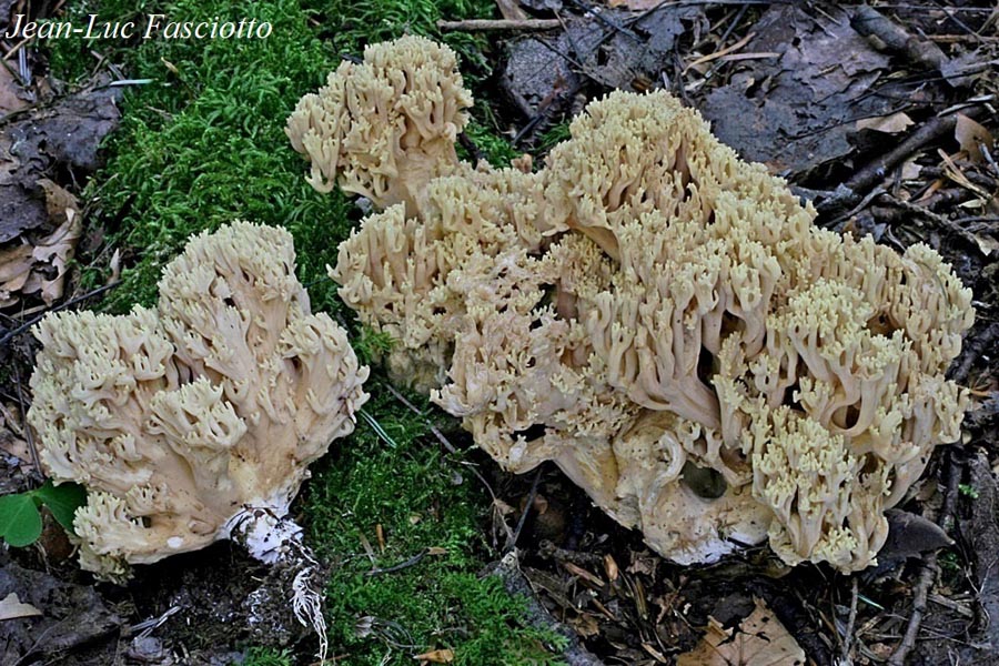Ramaria schildii