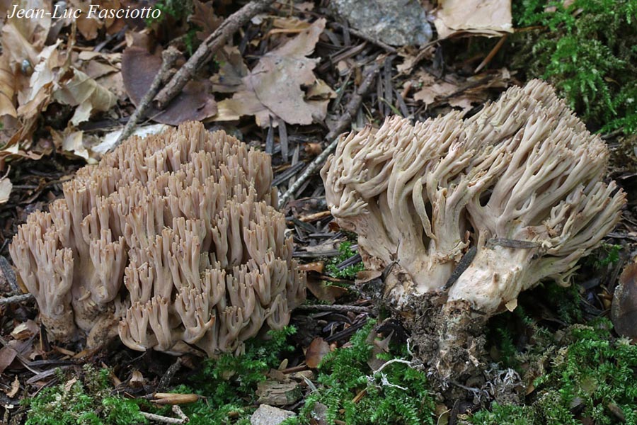 Ramaria spinulosa