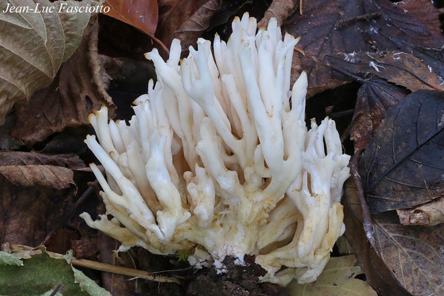 Ramariopsis robusta