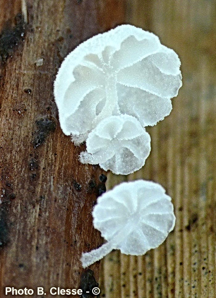 Resinomycena saccharifera (= Marasmiellus ornatissimus)