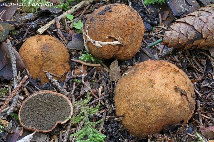 Rhizopogon rocabrunae