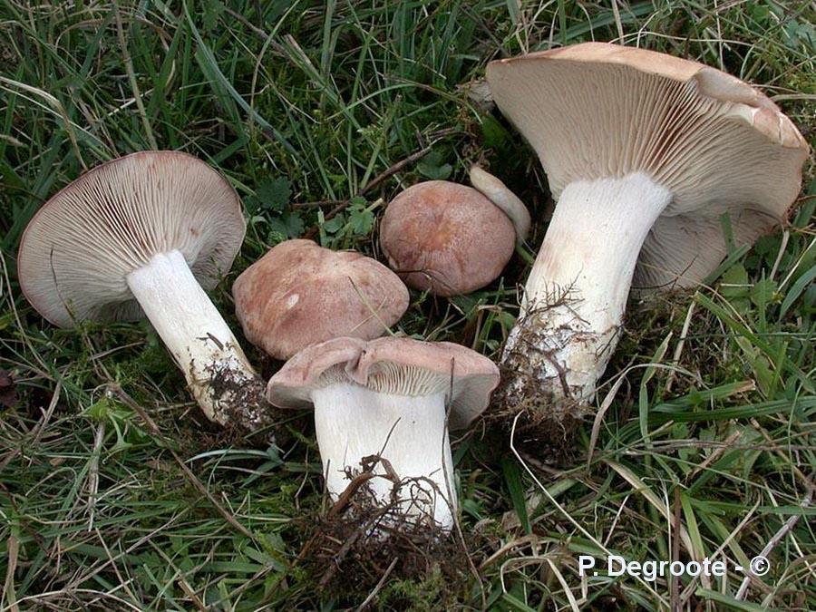 Rhodocybe gemina