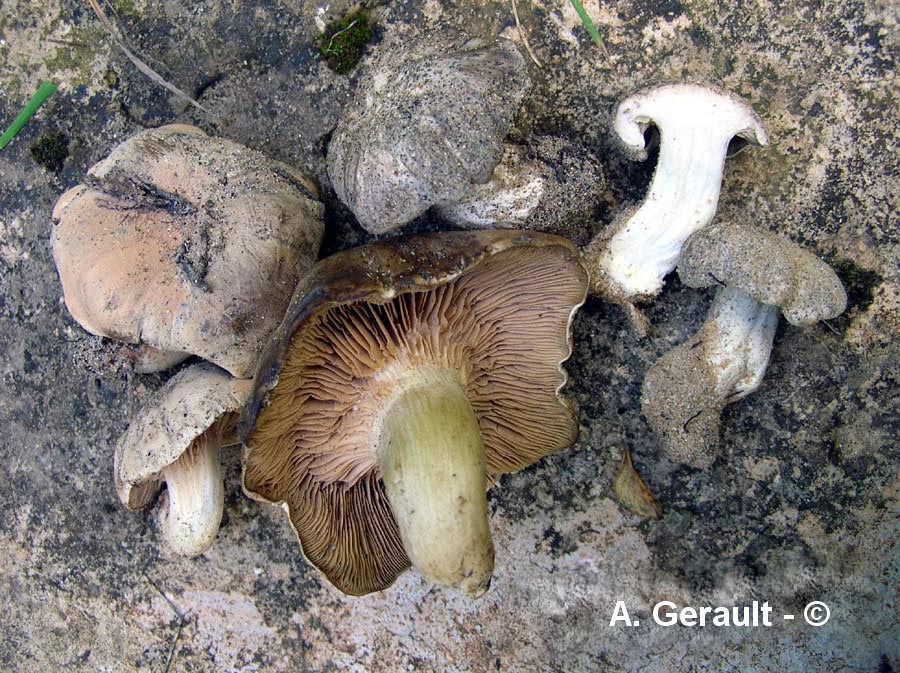 Rhodocybe malenconii