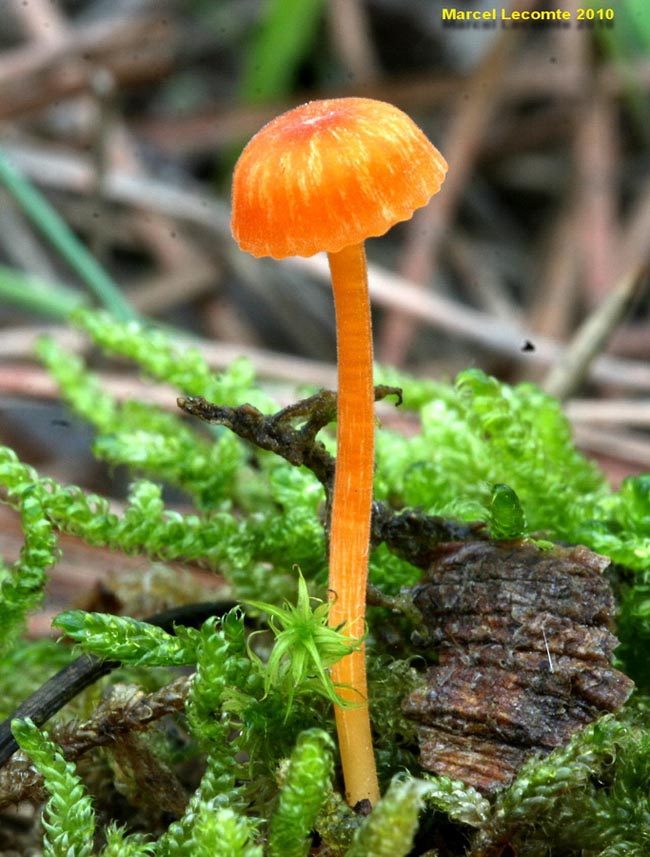 Rickenella fibula