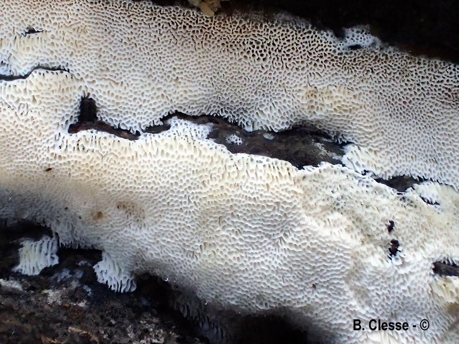 Rigidoporus obducens (Oxyporus obducens)