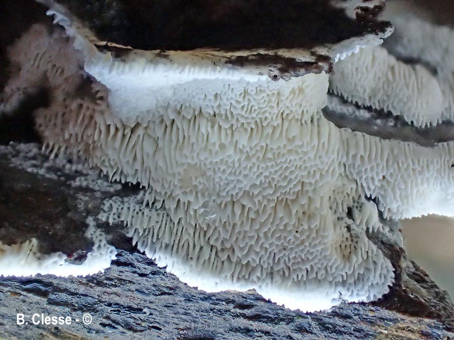 Rigidoporus obducens (Oxyporus obducens)