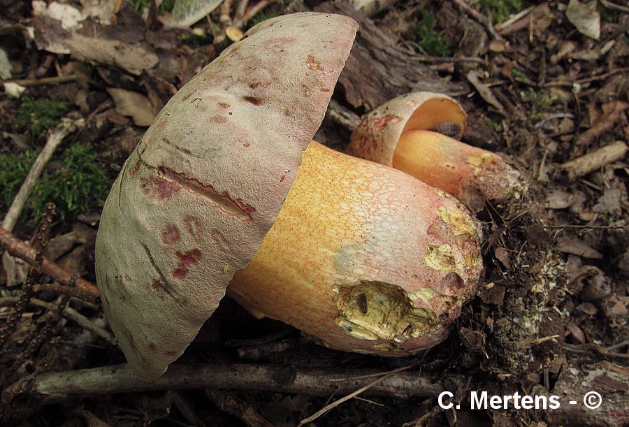 Rubroboletus legaliae