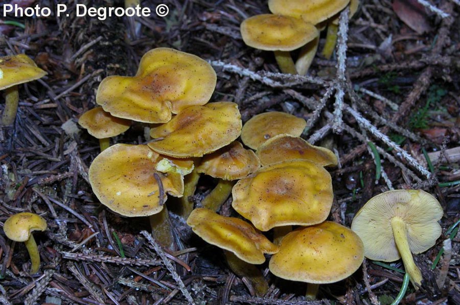 Rugosomyces chrysenteron (Calocybe chrysenteron)