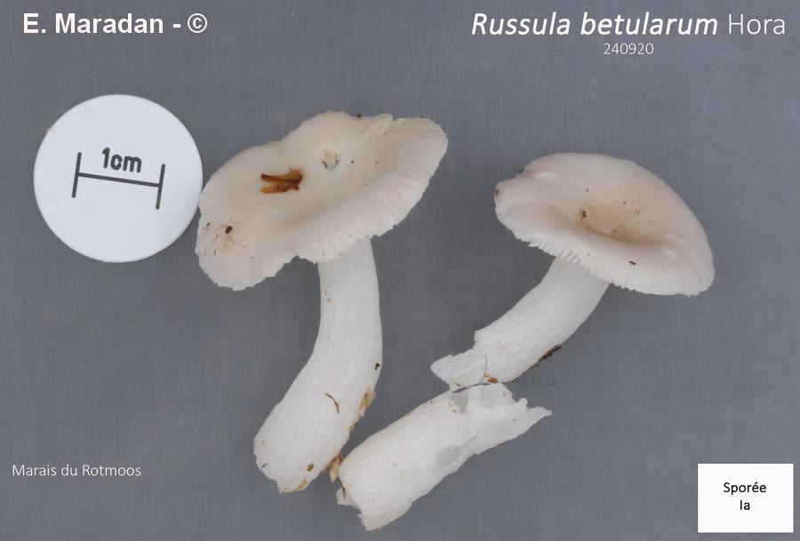 Russula betularum