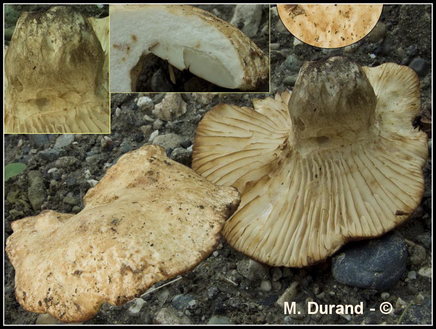 Russula camarophylla