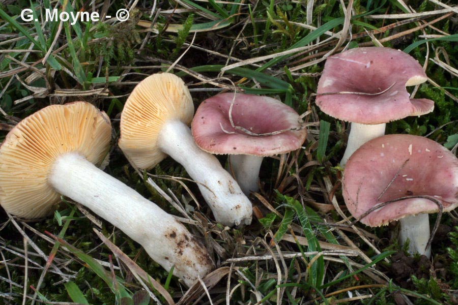 Russula cessans